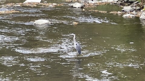 Great Blue Heron Humber River Toronto