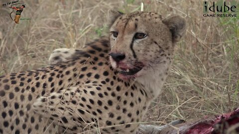 Male Cheetah Has Kudu For Breakfast