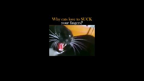 Why cats love to suck your fingers? #cat #animals #fyp