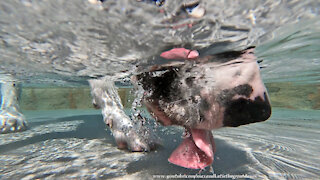 GoPro 9 Black Underwater View Of Great Dane Drinking