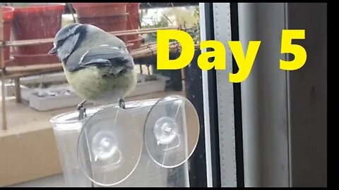 Blue Tit Nesting Day 5 Highlights