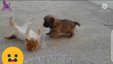 Funnest and cute Babies Cate are fighting| #Funny, #videos# cat and dog