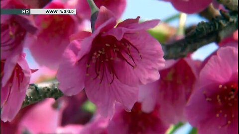 Cherry Trees | Japanology Plus - S01E05 | NHK World