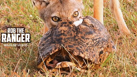 Jackal Chews Leopard Tortoise | Maasai Mara Safari | Zebra Plains