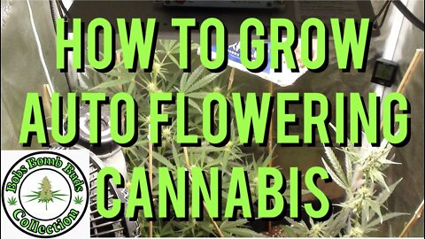 AUTO FLOWERS, How To Grow Auto Flowering Cannabis. Skywalker & Revolver Strains