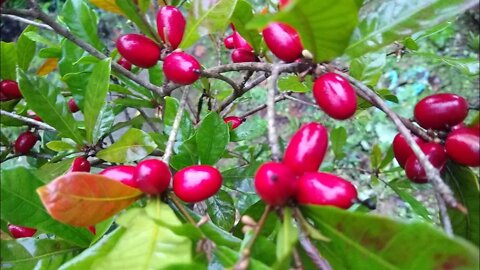 fruta do milagre (Synsepalum dulcificum) produzindo em vaso como cultivar e preços das mudas