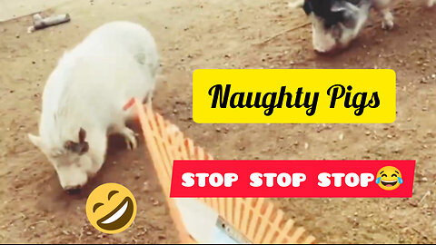 Did you know that PIGS CAN BE SO FUNNY? - FUNNY PIG VIDEOS will make you DIE LAUGHING