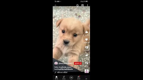 Baby dog#cute puppy barking#4kviral#shorts