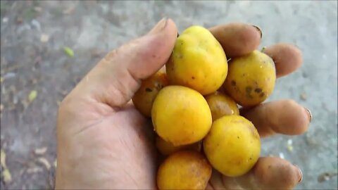 frutíferas produzindo em Niterói RJ em lugares públicos umbú cajá abricó da praia...