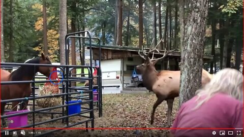 Horse verses Bull Elk - Caused By Humans Creating Competition For Food