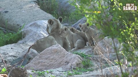 Daughters Of The Mapogo Lions - Rebuilding The Othawa Pride - 148: Up Close With The Cubs