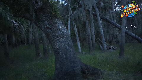 Myakka State Park: Bigfoot & Gator Hunting Pt3 (Sarasota, Florida)