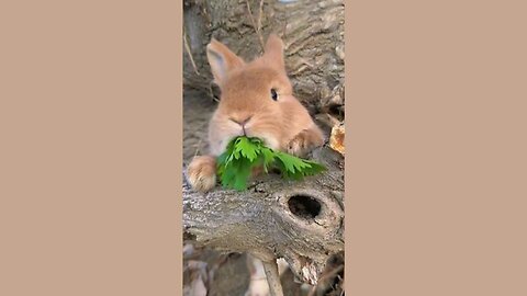 Bunny Munchies: Adorable Rabbit Devours Fresh Greens 🐰🥬