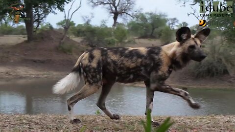 African Wild Dogs At Eye Level From A Hide