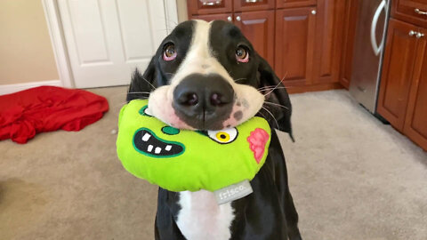 Great Dane Torn Between Playtime And Pestering The Cat