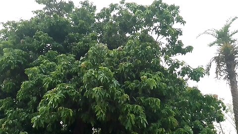 mango tree