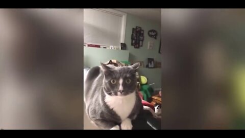 Funny cats07