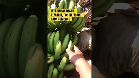 #pohonpisang #berkebun #shortsfyp