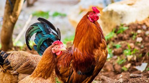 La Ferme, Animaux Domestiques