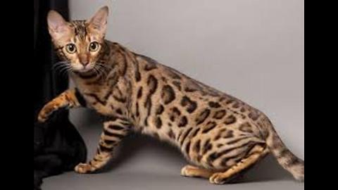 Top 5 Most Expensive Cat Breeds