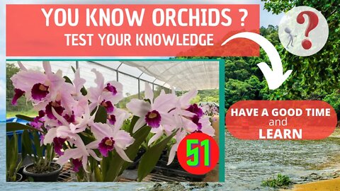 DO YOU KNOW ORCHIDS? WHAT IS THE NAME OF THIS ORCHID?HAVE FUN IDENTIFYING THIS ORCHID