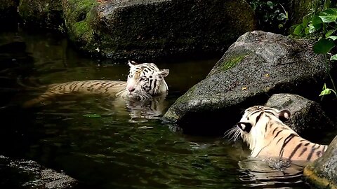 tiger fight | wildlife 🐯 🐅