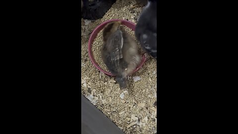 Baby chicks playing