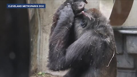 Cleveland Metroparks Zoo welcomes first baby gorilla in zoo's history