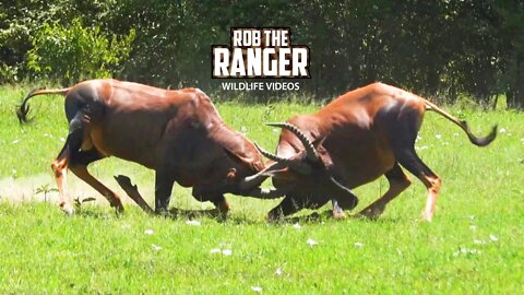 Wild Topi Fight | Maasai Mara Safari | Zebra Plains