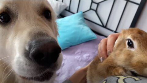 The Dog is Jealous of Rabbit and wants to be carried in owner's arms too