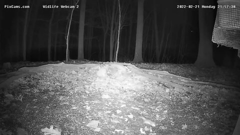 Wildlife Cam 2 Flying Squirrel runs around ,eats at the block