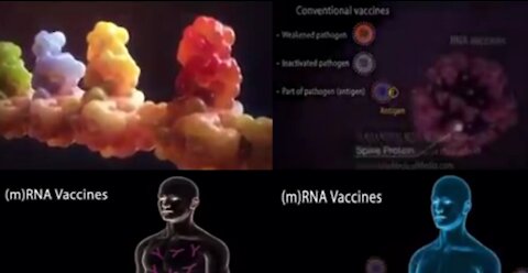 Visual Display of How mRNA Vaccine Affects Cells by Dr. Charles Hoffe