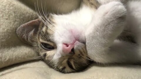 Sleeping Cat ASMR