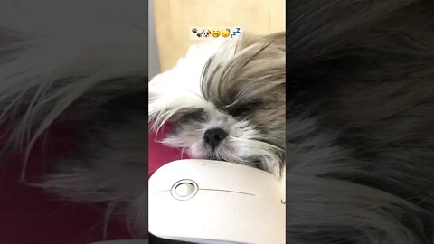 The Sleepy Shih Tzu | Shih tzu Sleeping all the time 🐾🐶