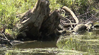 Loss of wetlands in metro Detroit could be playing major role in flooding