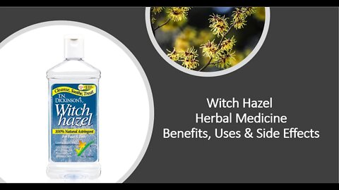 Witch Hazel Herbal Medicine Benefits, Uses & Side Effects