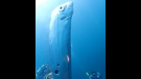 Divers Encounter Rare Doomsday Fish