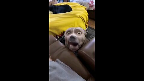 Dog eating chips with funny face