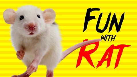 🐀Fun With Rat 🤣😂