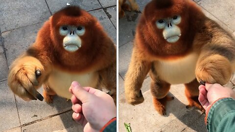 Cute golden snub-nosed monkey eating food