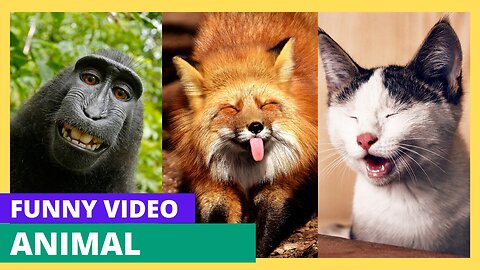 Funny Animals 🐧 - Best Of The 2020 Funny Animal Videos 😁 - Cutest Animals Ever