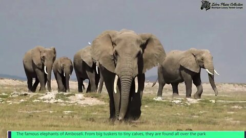 Zebra Plains Amboseli Camp Promotional Clip