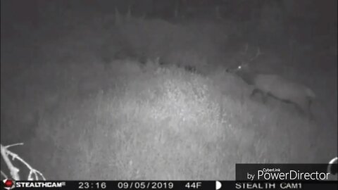 2019 Checking Trail Cameras