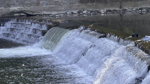 Salmon run Humber River 2022 edition 36