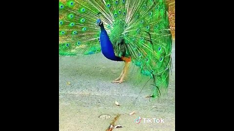 Beautiful peacock #🦚 #🇺🇸 #animals #peacock #foryou