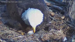 Hays Eagles nest has confirmed 2nd PIP 32122 85756