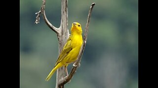 Canto de Canário da Terra estalo com Intervalos para encarte