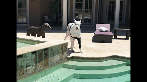 Water Loving Great Dane Knows He Can't Dip & Sip With His Jacket On