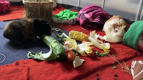 Guinea pigs relax & eating