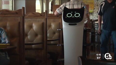 Meet Bella: Don Tequila's newest robot server